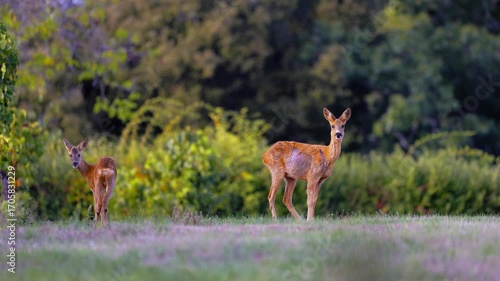 Roe deer, capreolus capreolus, forages and looks around the misty meadow in the early morning. Unconscious female wild animals with orange fur grazing on the hay field in summer.