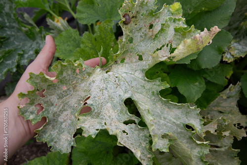 Damaged zucchini leaf symbolizing ecological problems