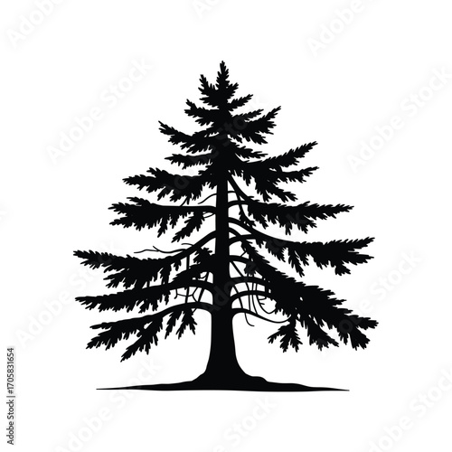 Silhouette of a tall evergreen pine tree with textured branches and a detailed trunk against a white backdrop