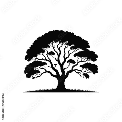 Majestic silhouette of a large deciduous tree with detailed branches and lush foliage