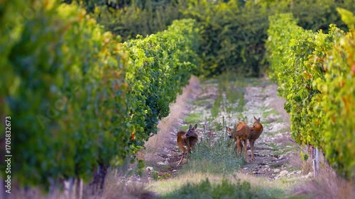 Roe deer, capreolus capreolus, forages and looks around the misty meadow in the early morning. Unconscious female wild animals with orange fur grazing on the hay field in summer.