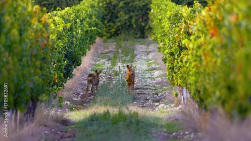 Roe deer, capreolus capreolus, forages and looks around the misty meadow in the early morning. Unconscious female wild animals with orange fur grazing on the hay field in summer.