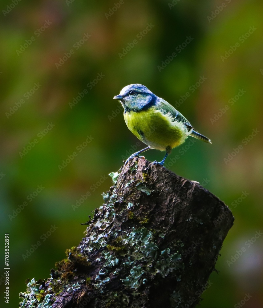 Fototapeta premium Blue and Yellow Bird on Mossy Stump