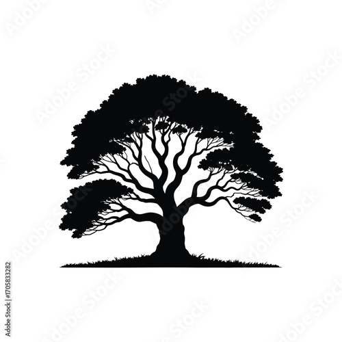 Silhouette of a large majestic oak tree with sprawling branches and lush foliage