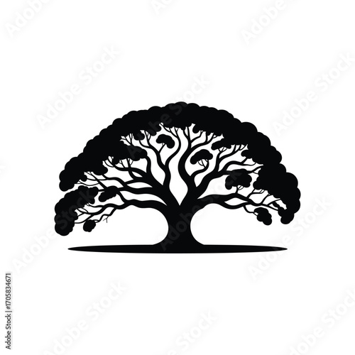Majestic silhouette of a large spreading oak tree with detailed branches against white