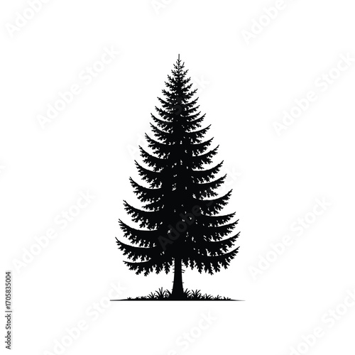 Tall evergreen pine tree silhouette isolated on white nature forest wood landscape element
