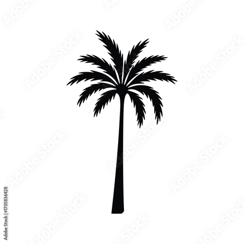 Silhouette of a tall palm tree with broad fronds isolated on a for tropical designs