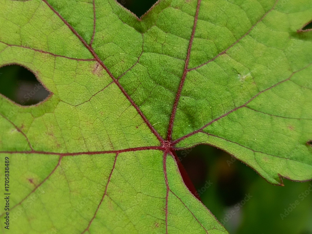 Obraz premium Detailed Close Up of a Green Grape Leaf with Red Veins.