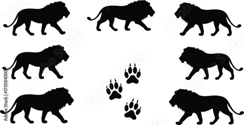 Lion silhouettes vector set with walking lion poses and paw prints, African wildlife animal icons, safari illustration pack