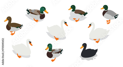 Isometric ducks and swans collection: diverse waterfowl in various poses on white background