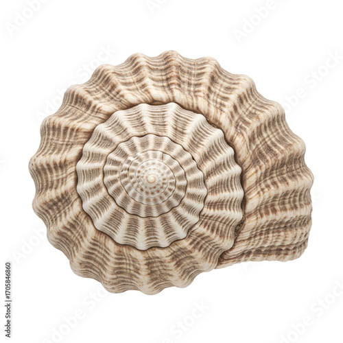 Obraz na plátne Sundial seashell showing a perfect spiral