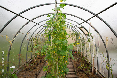 Simple greenhouse growing food for self-sufficiency