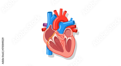 Detailed Anatomical Illustration of a Human Heart with Arteries and Veins.