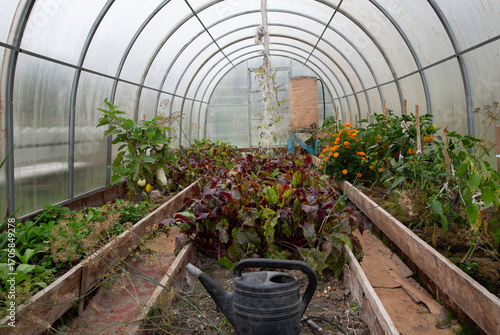Simple greenhouse growing food for self-sufficiency