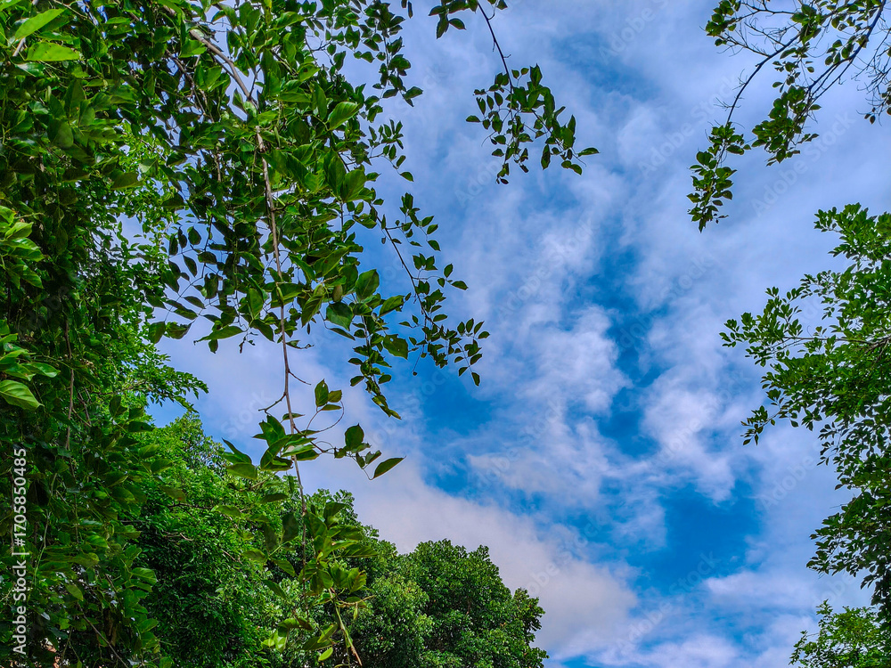 Fototapeta premium Photo of green trees against a beautiful blue sky.