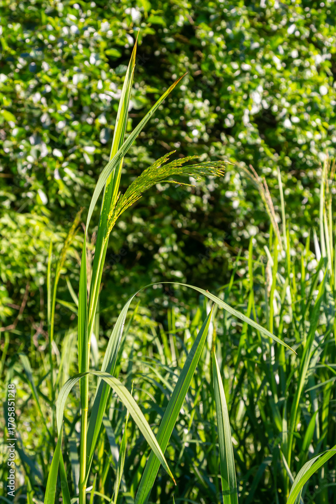Obraz premium On the banks of the river and in the water, the forage grain Glyceria maxima grows