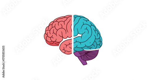 Colorful Human Brain Illustration Divided into Four Lobes.