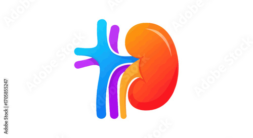 Stylized Human Kidney with Colorful Blood Vessels and Ureter.