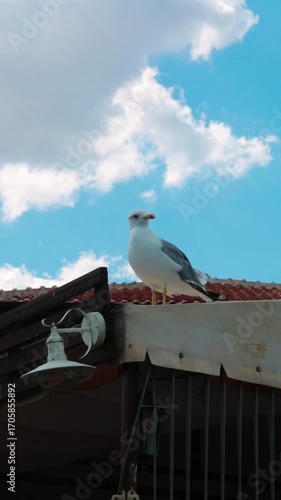 Seagull on a roof