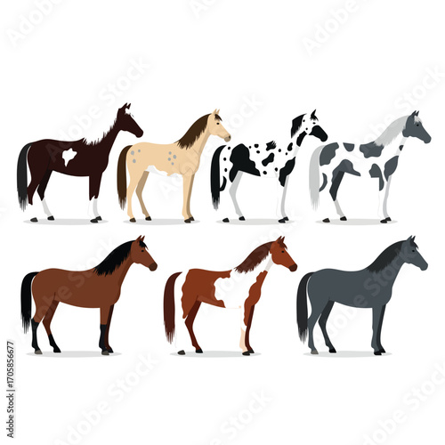 A colorful collection of seven standing horses showcasing diverse coat patterns and colors in a flat vector illustration style.