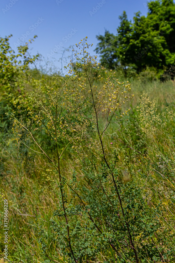 Fototapeta premium Thalictrum minus, Lesser Meadow-Rue. Wild plant shot in summer