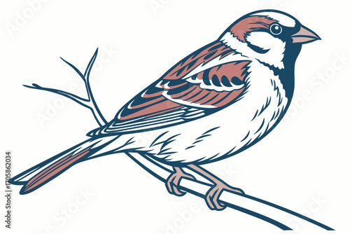 vector illustration of a bird