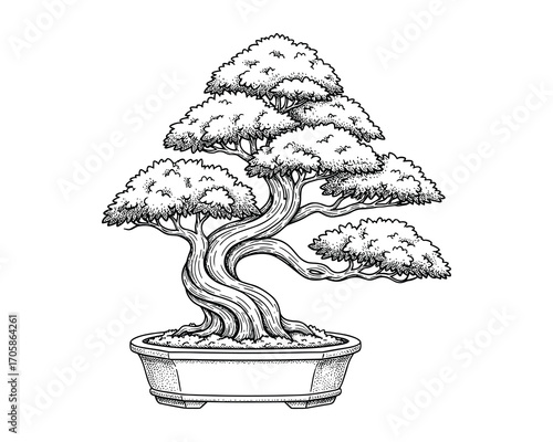 Bonsai Tree in Pot Engraving Style Black and White Isolated Vector Illustration