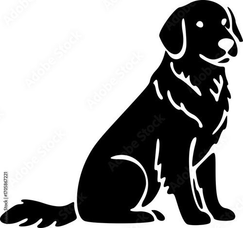 black labrador retriever