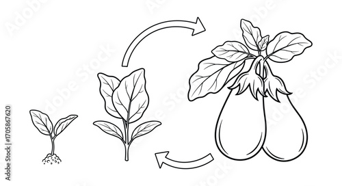 Eggplant Life Cycle, Plant Development Stages, Arrows, Vegetarian Food, Vector Illustration