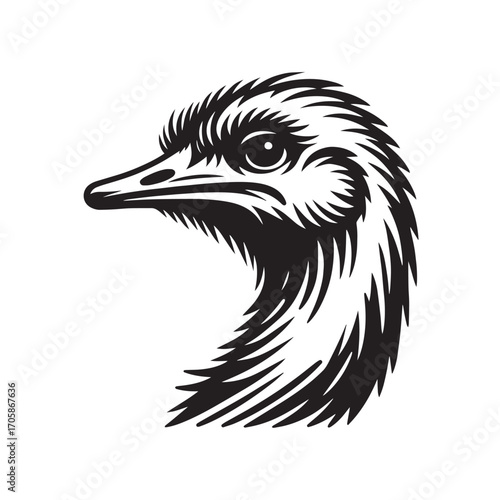 ostrich head vector illustration