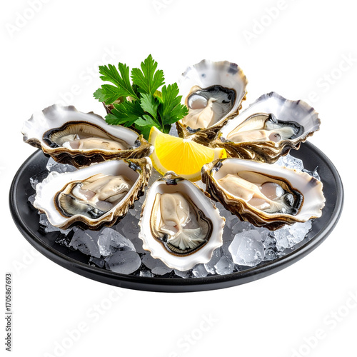 Transparent PNG available Fresh oysters on ice with lemon and parsley isolated on white background. transparent 