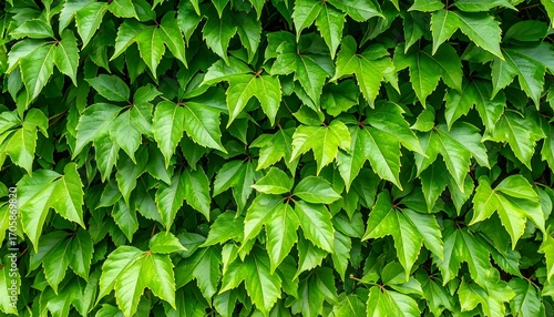 Close-up view of vibrant green foliage