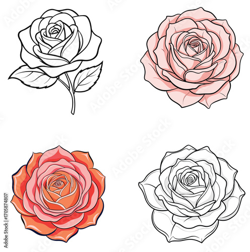 set of Rosa 'Abraham Darby' vector on white background