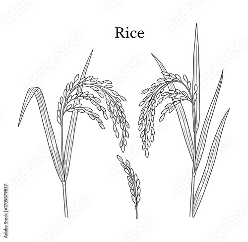 Rice Plant Stalks with Grains, Botanical Illustration, Asian Crop, Monochrome Drawing, Vector Illustration