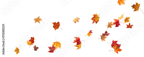 Falling leaves, autumn foliage on transparent background, beautiful background of orange and gold leaves. Vector maple leaf, png, flying foliage from tree.	
