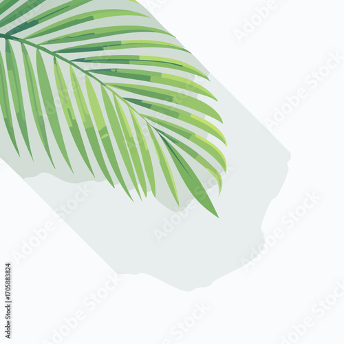 Green Palm Leaf with Soft Shadow on White Background
