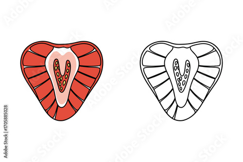 Strawberry Slice Cross Section with Seeds, Food Illustration, Half Fruit Vector Illustration