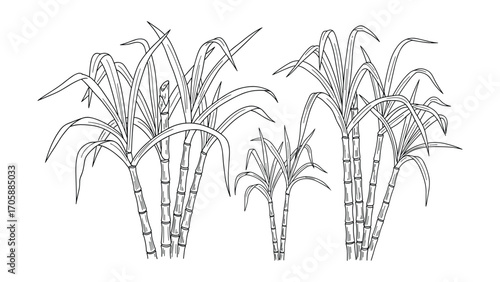 Sugarcane Plants Clipart, Black Outline on White Background. Farm Field Vector Illustration