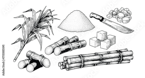 Sugar Cane Plant with Sugar Cubes and Crystals, Machete Illustration, Vector Illustration