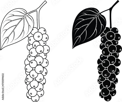 Black peppercorns outline vector illustration spice drawing art