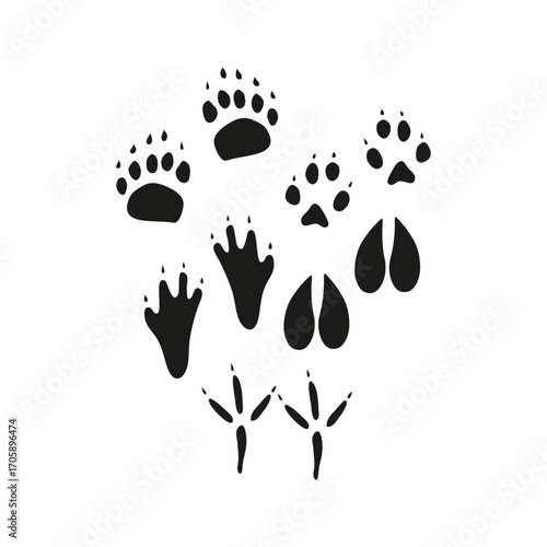 paw prints in the sand