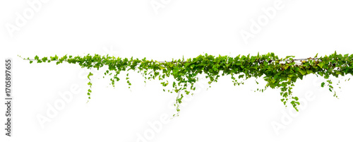 vine frame leaf vine Isolate on transparent background PNG file