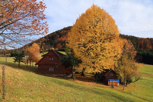 Fototapeta Naklejka Na Ścianę i Meble -  Fall color of big linden tree. Hiking trail in Beskids mountains in Poland. Zywiec Beskids (Beskid Zywiecki) near Milowka.
