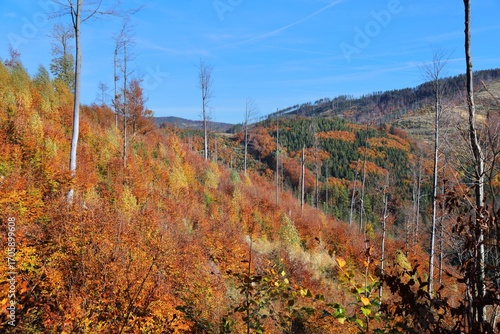 Fototapeta Naklejka Na Ścianę i Meble -  Poland landscape in autumn. Beskids mountains. Zywiec Beskids (Beskid Zywiecki) near Wielka Racza and Zwardon.