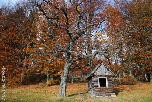 Fototapeta Naklejka Na Ścianę i Meble -  Autumn color of Przegibek pass. Hiking trail in Beskids mountains in Poland. Zywiec Beskids (Beskid Zywiecki) near Milowka.