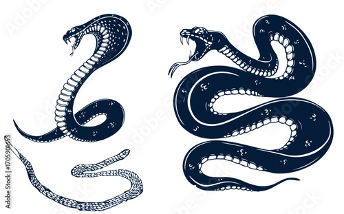 Set of illustrations of poisonous snake in engraving style. Design element for label, sign, poster, t shirt. Vector illustration