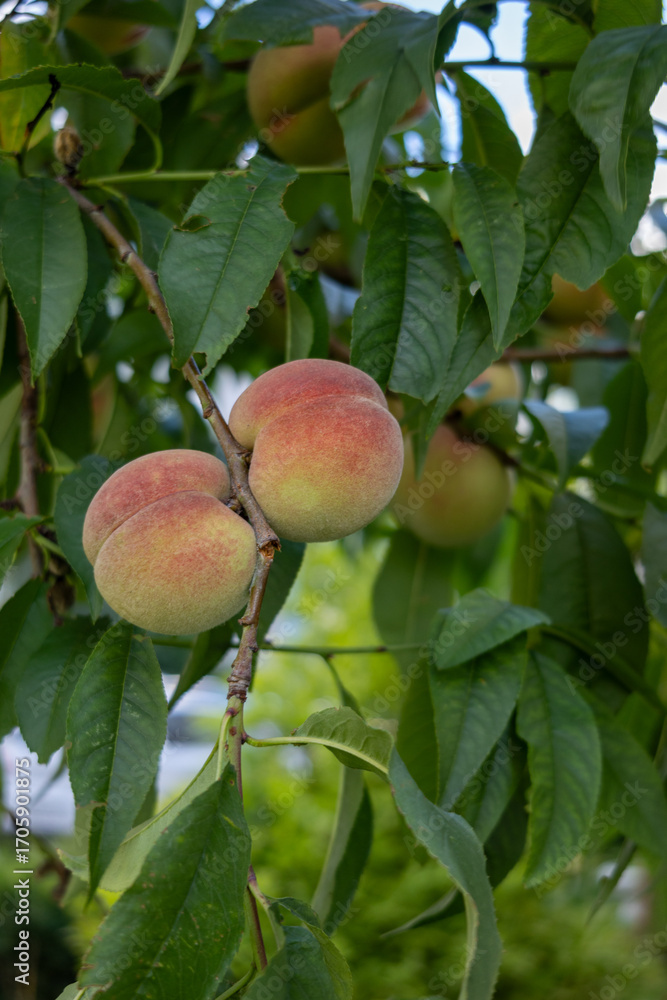 Obraz premium Close view of ripe peaches hanging on a tree branch among green leaves.