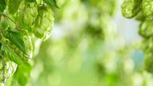 Pouring Beer into Glass wit...