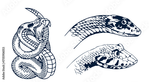 Set of illustrations of poisonous snake in engraving style. Design element for label, sign, poster, t shirt. Vector illustration
