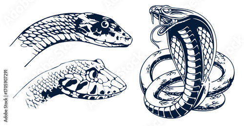 Set of illustrations of poisonous snake in engraving style. Design element for label, sign, poster, t shirt. Vector illustration